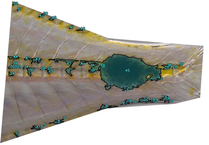 Using computer vision to standardize the quantitative analysis of fish pigmentation patterns