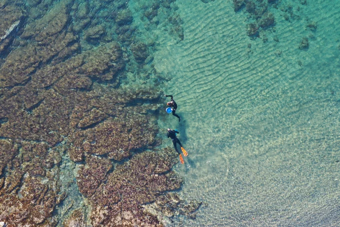 two people snorkeling and sampling larval fishes on a shoreline reef habitat in France