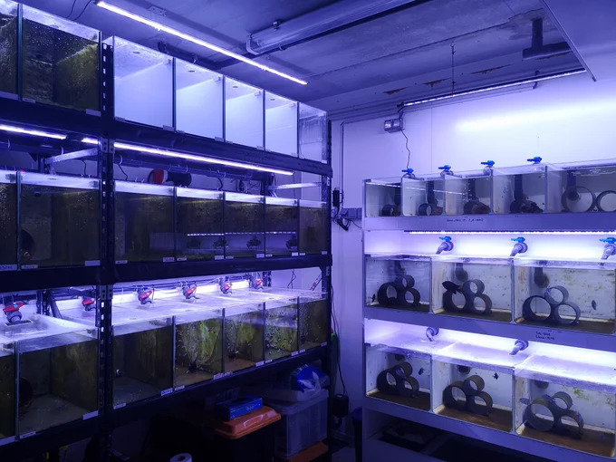 An aquarium facility with multiple tanks hosting breeding pairs of reef fishes