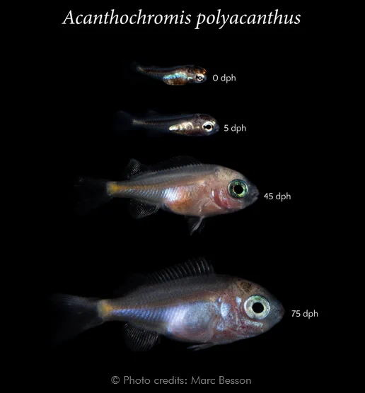 Preliminary postembryonic development table of the spiny chromis