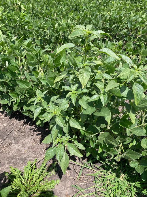 weeds in soybean