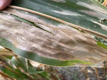 corn foliar disease