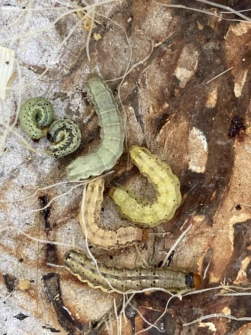 corn earworms on ground