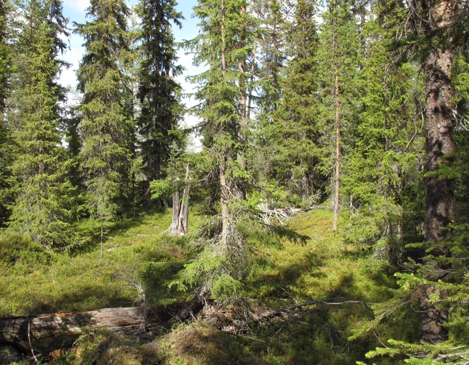 Boreal forest in northern Sweden. Photo: Paul Kardol