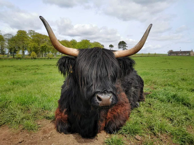 A large black highland cow lays in a green field with large horns and a moppy fringe leaving only it's round button nose visible. 