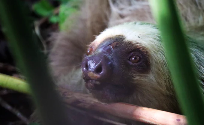 Injured sloth face close up with wounds on its nose and forehead