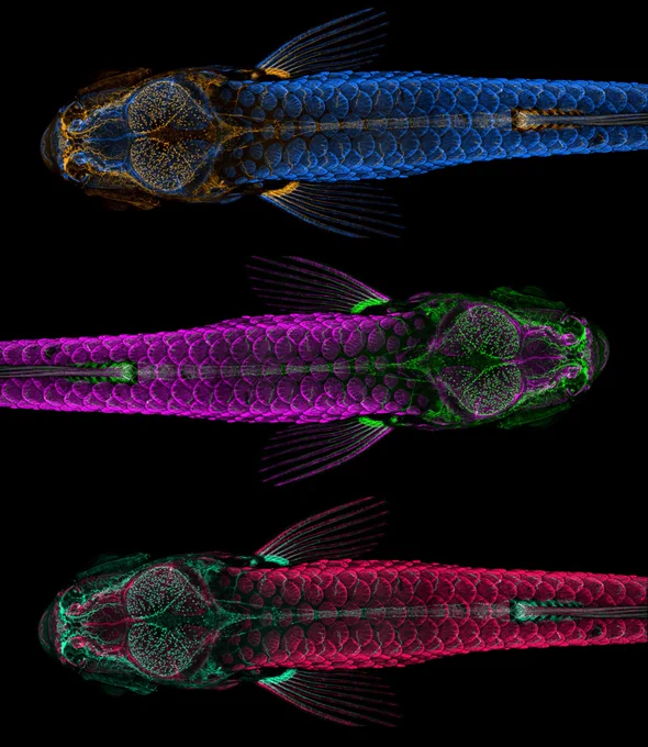 Dorsal view of adult zebrafish showing the lymphatic system in the brain and scales. Appearing in three different color combinations.