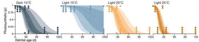 Probability of kelp detritus being photosynthetically viable under saturating irradiance as a function of detrital age, temperature and light. This plot is equivalent to Figure 4B in the article.