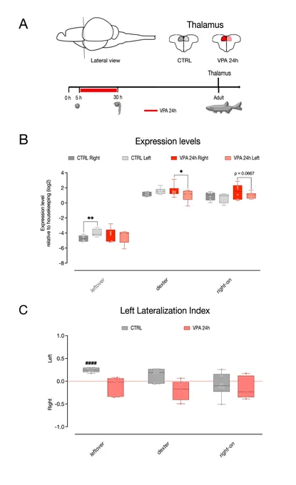 Valproic acid exposure affects social visual lateralization and asymmetric gene expression in zebrafish larvae