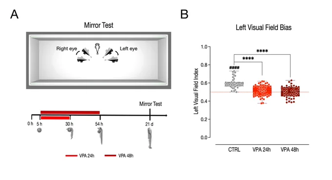 Valproic acid exposure affects social visual lateralization and asymmetric gene expression in zebrafish larvae