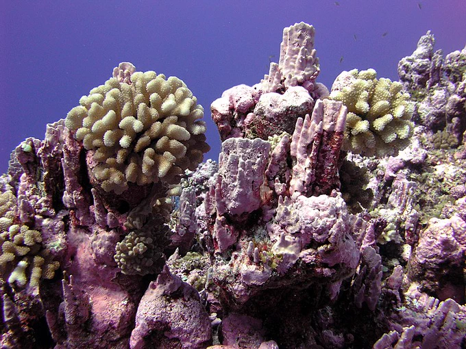 healthy coral reef coated in bubblegum pink encrusting algae