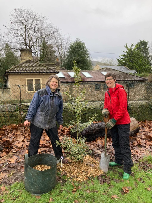 A young holly tree between two people standing