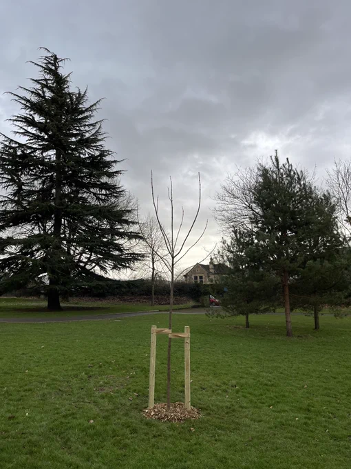 A newly planted Indian Bean Tree (Catalpa bignonioides) tied to two stakes. 