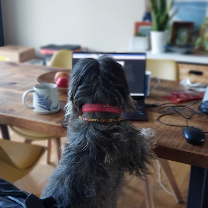Dog reading scripts