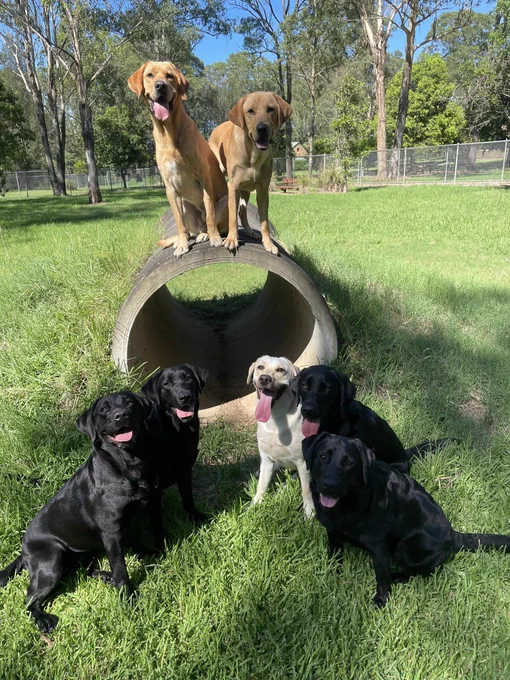 Seven Labrador dogs pose for a photo in a grassy field.