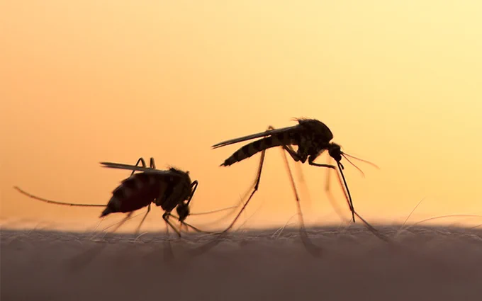 Two mosquitos on human skin.