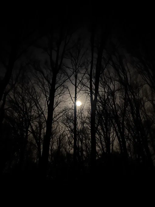 The moon can be seen in the early morning sky peaking out behind the shadow of many trees. The picture has a grey and black feel to it as the sun has yet to rise.