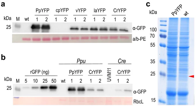 Figure 2. Protein expression from the different YFP variants and comparison to the green microalga Chlamydomonas reinhardtii.

a) Immunoblot analysis to compare YFP accumulation in transgenic algal strains. 

b) Semi-quantitative immunoblot analysis to determine YFP expression levels from fully codon-optimized gene variants in P. purpureum (PpYFP) and C. reinhardtii (CrYFP). 
YFP accumulates in Porphyridium to approximately 5% of total soluble protein (TSP) from the gene fully codon optimized for P. purpureum (PpYFP) lines, and to approximately 1.2% from the gene codon optimized for C. reinhardtii (CrYFP) lines. Chlamydomonas expression strain UVM11 (Neupert et al. 2009, 2020) accumulates the CrYFP to approximately 0.8% of TSP (Barahimipour et al. 2015).

c) Visualization of PpYFP accumulation in P. purpureum by Coomassie staining of 10 µg electrophoretically separated total soluble protein. 