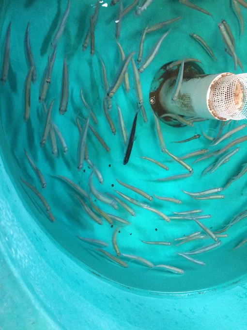 Juvenile Cisco raised in a fish hatchery and small acoustic tags for a telemetry study. Photo credit: Suresh Sethi.