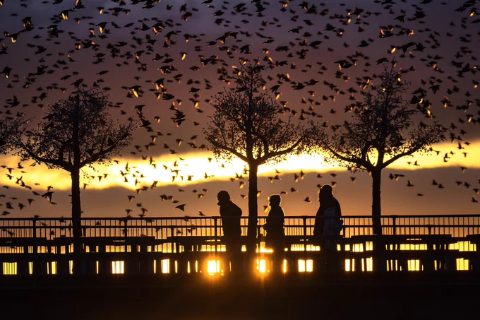 Three figures stand under fake trees on Aberystwyth pier. The sky is filled with starlings with the low sun catching the underside of their wings. The sun is also breaking through the legs of the tables and fence of the pier.