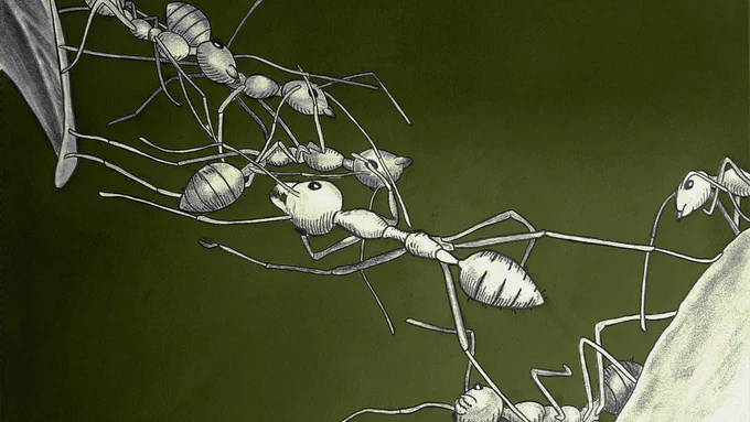 Fire Ants binding together to cross a void