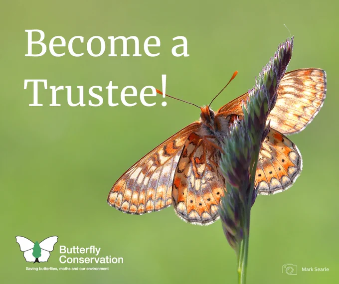 Marsh Fritillary butterfly backlit, resting with wings open on a grass stem. Photo credit Mark Searle. Text reads 'Become a Trustee!' with Butterfly Conservation logo