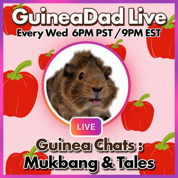 The image is an advertisement for "GuineaDad Live", with sessions every Wednesday at 6 PM PST. It features a photo of a brown guinea pig, the event's title, and mentions "Mukbang & Tales", set against a pink background with tomato illustrations.