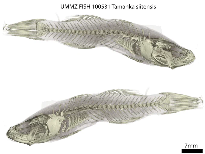 CT scan render of Tamanka siitensis, a type of goby endemic to Jolo Island in the Philippines. This specimen was collected in 1929 in the Philippines and scanned at the University of Michigan Museum of Zoology CT as part of the open Vertebrate (oVert) project, a five-year collaborative effort among 18 institutions to create 3D reconstructions of vertebrate specimens and to make them freely available online. Image credit: University of Michigan Museum of Zoology
