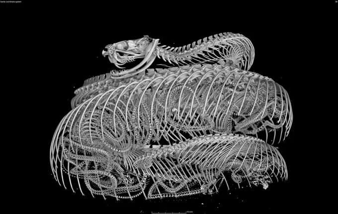 CT scan render of an Eastern Massasauga Rattlesnake, which is found across much of the central United States and parts of Canada. This specimen was collected in Washtenaw County, Michigan, in 1904 and scanned at the University of Michigan Museum of Zoology CT as part of the open Vertebrate (oVert) project, a five-year collaborative effort among 18 institutions to create 3D reconstructions of vertebrate specimens and to make them freely available online. Image credit: University of Michigan Museum of Zoology
