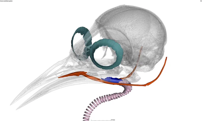 CT scan render of a brown-throated wren from Central America. This specimen was collected in 1962 in Costa Rica and scanned at the University of Michigan Museum of Zoology CT as part of the open Vertebrate (oVert) project, a five-year collaborative effort among 18 institutions to create 3D reconstructions of vertebrate specimens and to make them freely available online. Image credit: University of Michigan Museum of Zoology