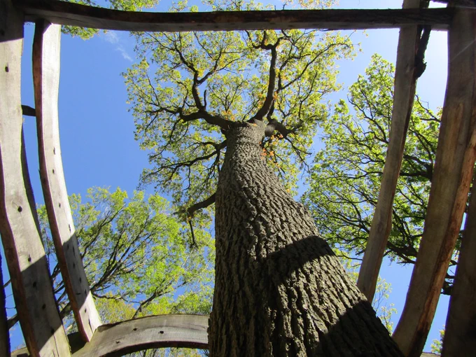 A visual shot from the virtual tour of a tree