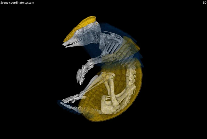 CT scan render of a southern three-banded armadillo, which can be found in South America. This specimen was collected in Paraguay in 1977 and was scanned at the University of Michigan Museum of Zoology CT as part of the open Vertebrate (oVert) project, a five-year collaborative effort among 18 institutions to create 3D reconstructions of vertebrate specimens and to make them freely available online. Image credit: University of Michigan Museum of Zoology