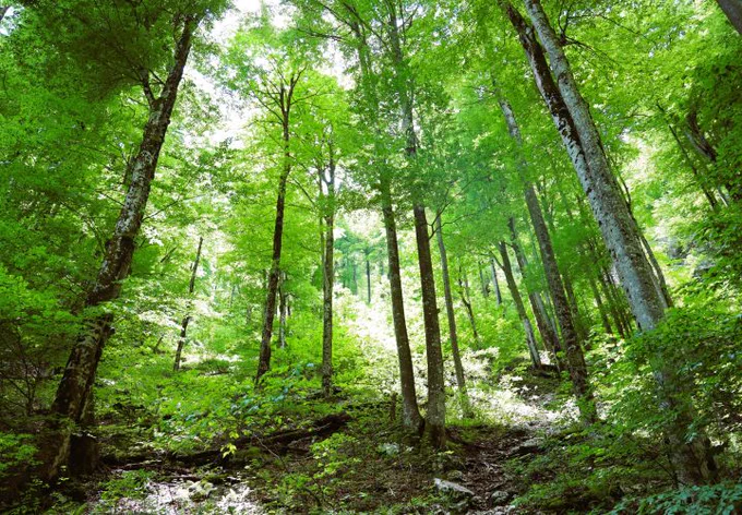 Das Klima bestimmt wesentlich die Zusammensetzung pflanzlicher Wuchs- und Lebensformen. Zum Beispiel: Im temperaten sommergrünen Laubwald in Slowenien wachsen Kräuter, Gräser und Laubbäume, die zum Winter ihr Laub abwerfen.

Foto: Holger Kreft