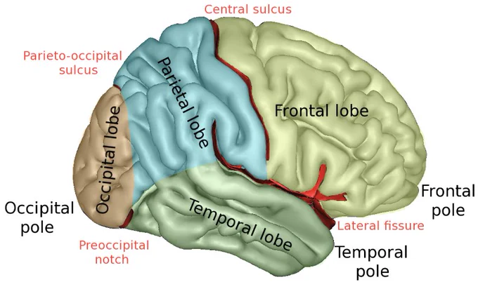 A map of the human brain.