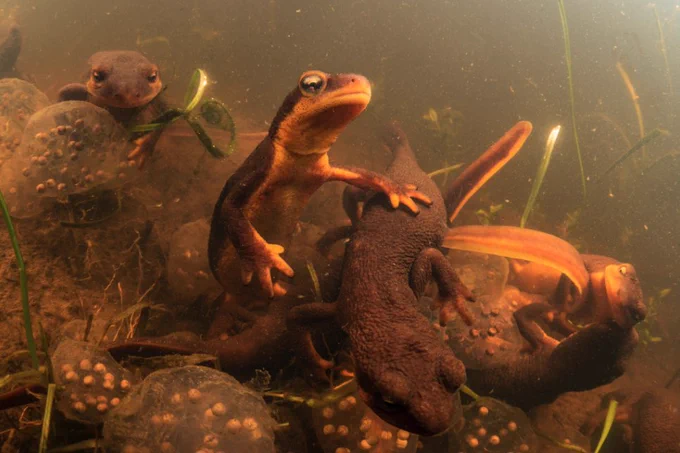 A group of newts gather to breed in a healthy pond.