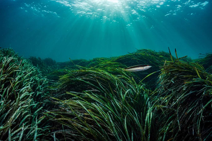 Seagrass meadow.