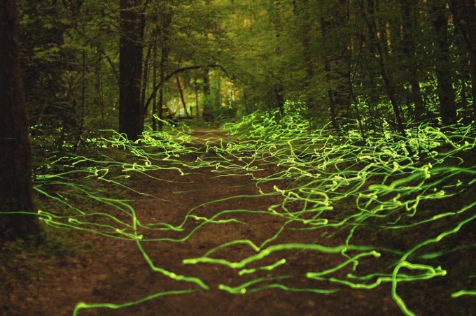 Synchronous fireflies.