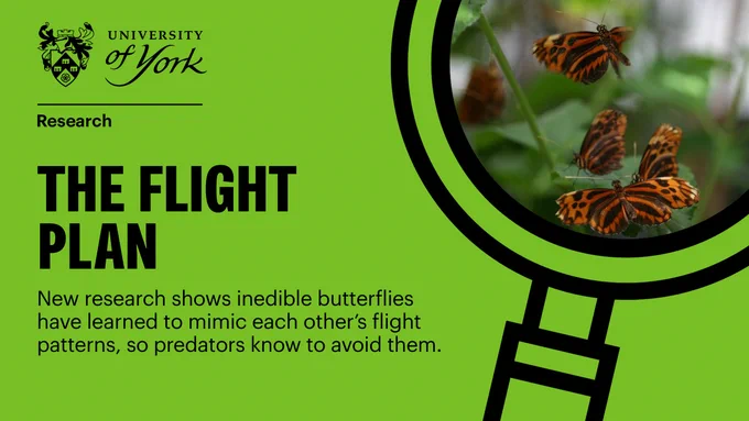 A close-up of four butterflies clustered around the leaf of a plant. Text reads: The flight plan. Researchers have shown that inedible species of butterfly, that mimic each other's colour patterns, have also evolved similar flight behaviours to warn predators and avoid being eaten.