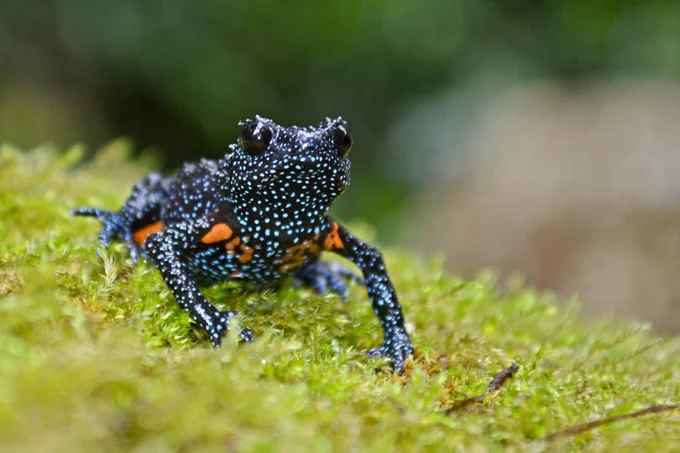 The Galaxy Frog (Melanobatrachus indicus). Credit: Rajkumar KP