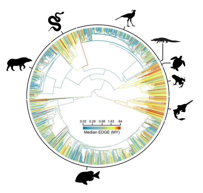 Deep branches of the vertebrate Tree of Life are at risk. Credit: Gumbs et al. 2024, Nature Communications