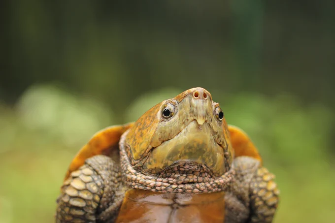 Big-headed Turtle (Platysternon megacephalum) in Vietnam. Credit: Ha Hoang