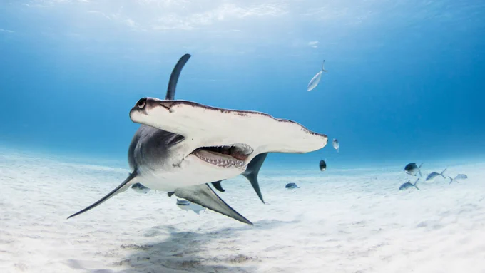 Great Hammerhead (Sphyrna Mokarran). Credit: Shutterstock.