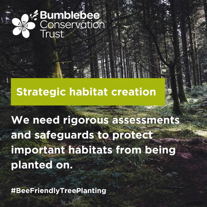 An image of a gloomy woodland and the text: "Strategic habitat creation. We need rigorous assessments and safeguards to protect important habitats from being planted on. #BeeFriendlyTreePlanting."