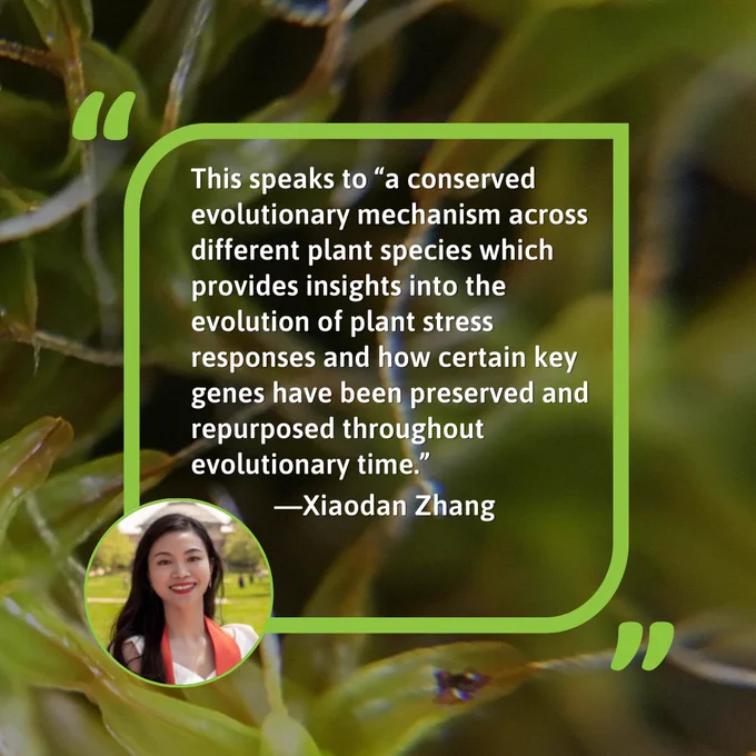 Headshot of Xiaodan Zhang is in the lower left corner. There is a green outline that forms the shape of a leaf. Inside the leaf there is a quote from Xiaodan Zhang that says "This speaks to “a conserved evolutionary mechanism across different plant species which provides insights into the evolution of plant stress responses and how certain key genes have been preserved and repurposed throughout evolutionary time.” The background is a close up of moss.