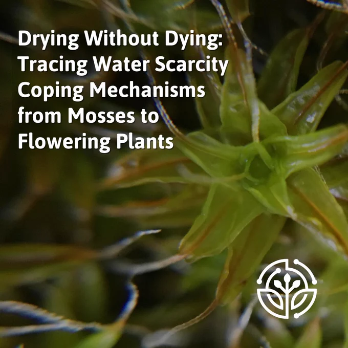 White texts says "Drying Without Dying: Tracing Water Scarcity Coping Mechanisms from Mosses to Flowering Plants" is overlaid on a close up of moss.