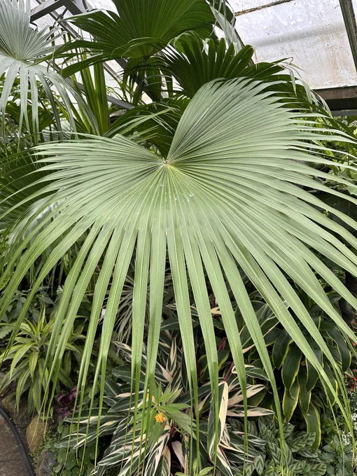 The deep green foliage of an enormous fan palm fills the centre of the image. Various tropical plants grow below. Greenhouse windows can be seen above. It is a grey day outside.