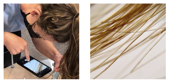 Pictured: a teacher taking a microscope image of her own hair!