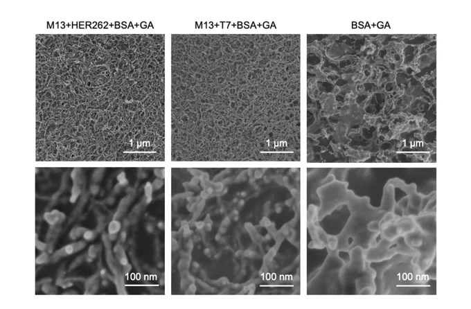 IMAGE: FE-SEM images of the nanostructure on the surface of 
M13 HER262 BSA GA, M13 T7 BSA GA microgels, respectively.