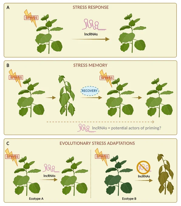 Schematic figure conceptualizing the roles of long non-coding RNAs (lncRNAs) in stress responses in plants.
A. LncRNAs are key players allowing plants to cope with stress. B. Stress memory. Stress triggers plant defenses that are essential for survival. Repeated stress exposure and recovery actions develop stress memory (priming) to overcome repeated exposure to stress and improve plant survival, in a process where lncRNAs may play an important role. C. Conservation of lncRNAs in plant stress adaptation. LncRNAs exhibit differences in expression between natural accessions in response to stress, leading to their adaptation to different environments. Specific lncRNAs mediate stress response in Ecotype A (left) leading to plant stress tolerance, while they are absent or silenced in Ecotype B (right), leading to plant stress sensitivity.