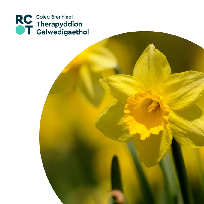A yellow daffodil. The RCOT logo in Welsh is in the top right corner. 